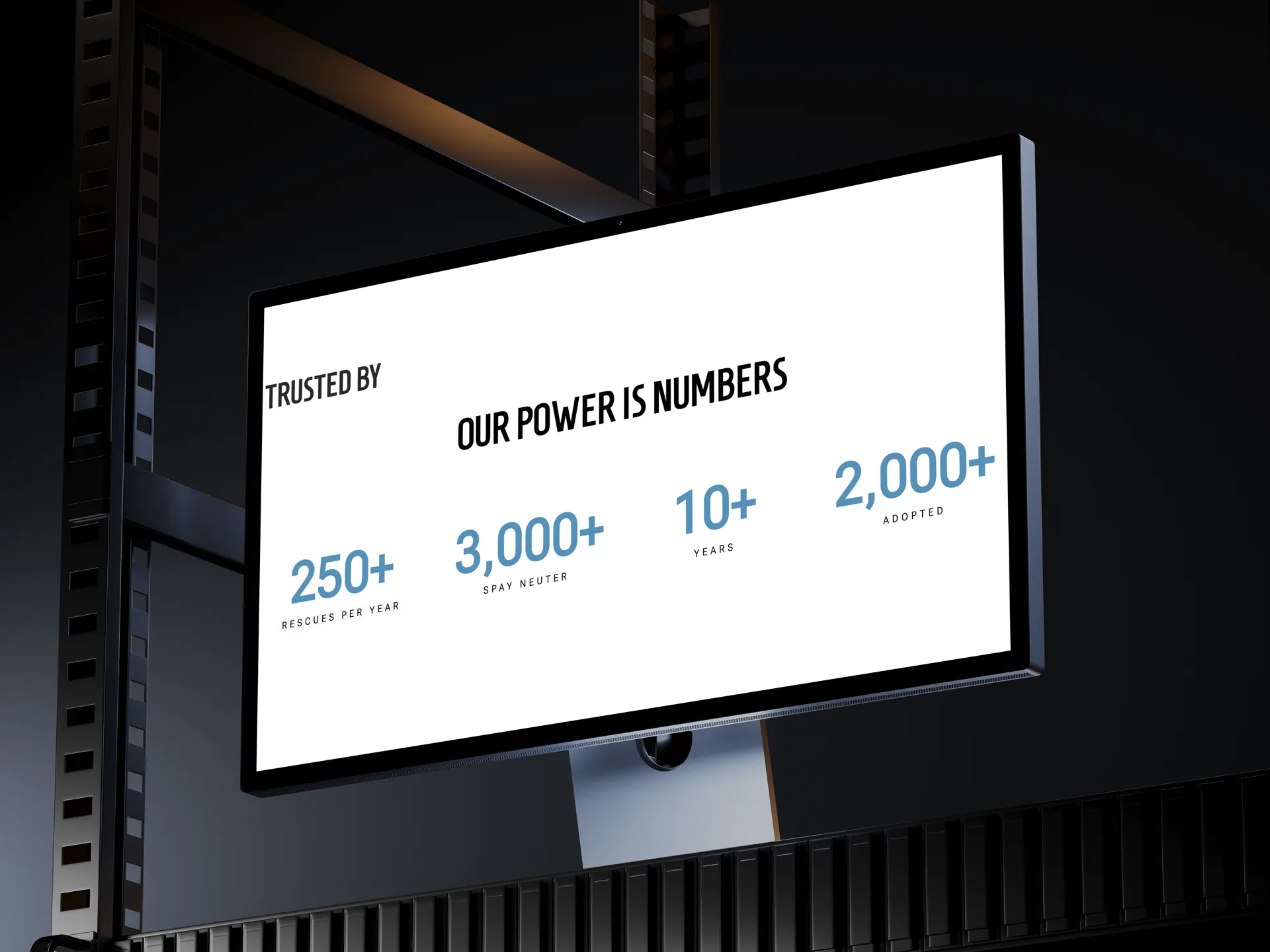 4 Zampe Rescue Albania — image 3